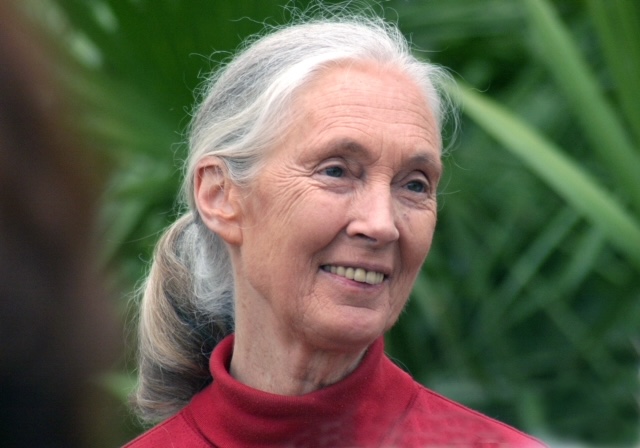Dr. Jane Goodall las die Hufeland-Lecture 2021